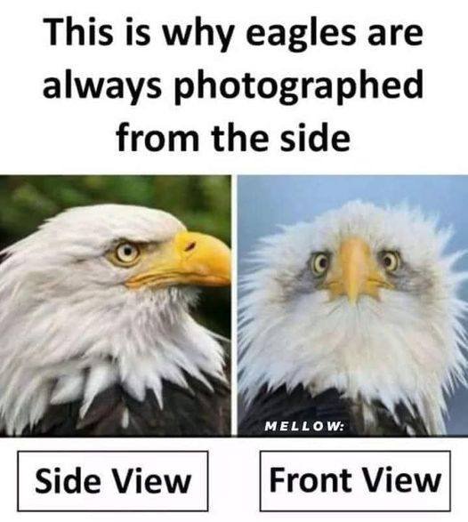 Eagle.jpg
