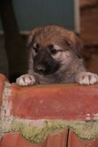 puppy1.jpg