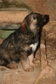 puppy2.jpg