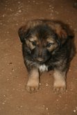 puppy3.jpg
