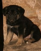 puppy4.jpg