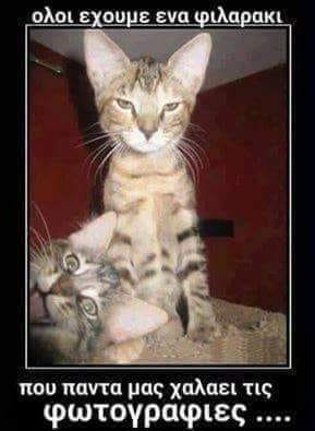 gata selfie.jpg