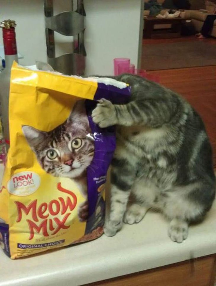 perfecttiming8 Meow mix.jpg