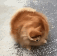 GIF-b07e4c49f4d34469fe7cc3f852c69128.gif
