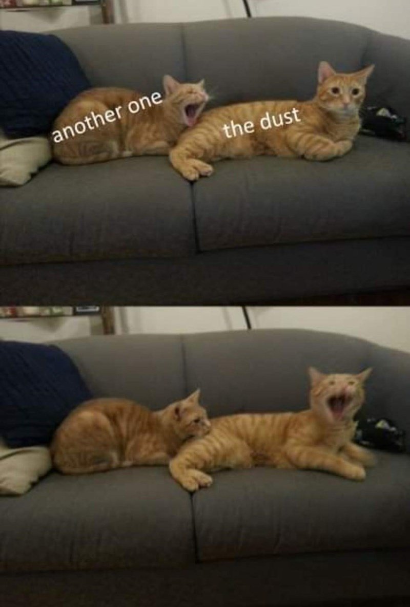 cat-another one bites the dust.jpg