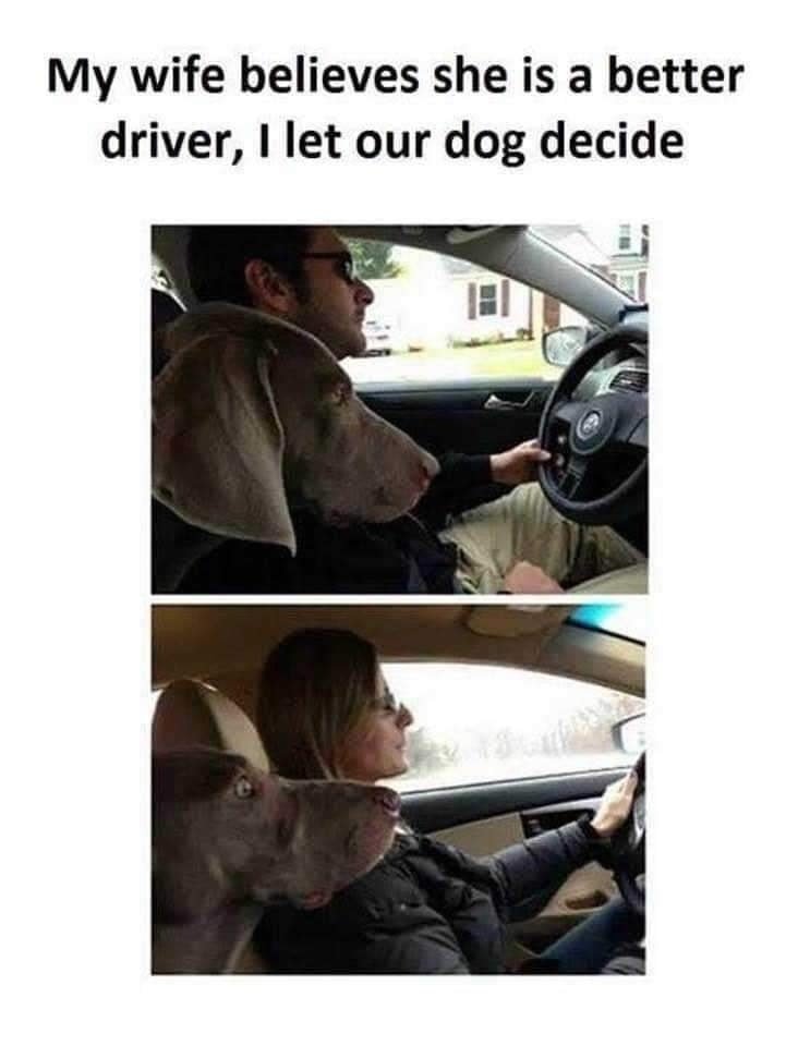 let dog decide.jpg
