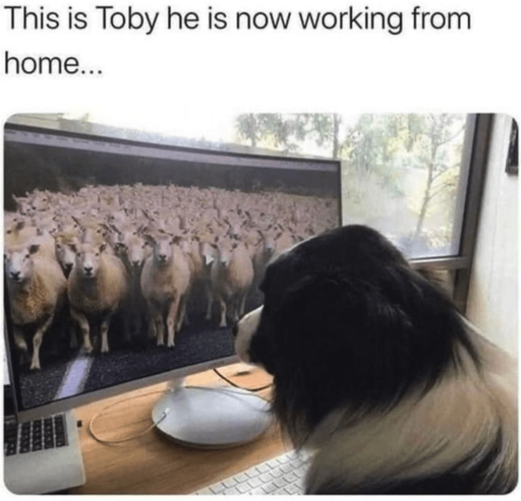 dog sheep.png