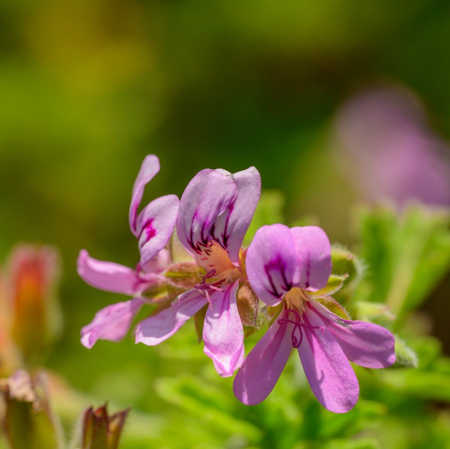 _Z620410-1.jpg