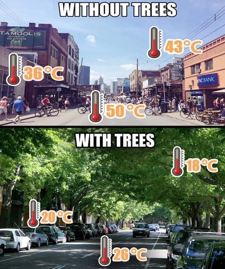 Less trees, more heat.jpg