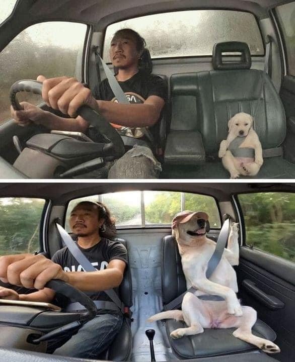 dog car ride.jpg