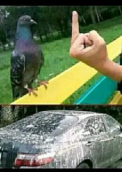 War of pigeons.jpg