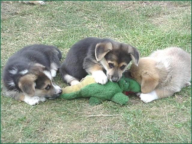 dogs.jpg
