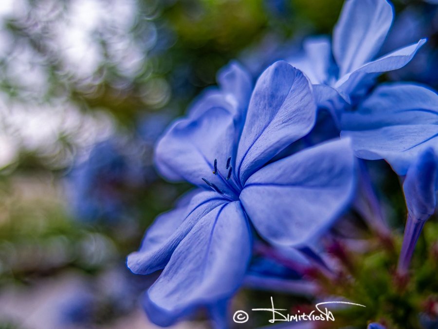 P5220769_DxO_AF copy_WM.jpg