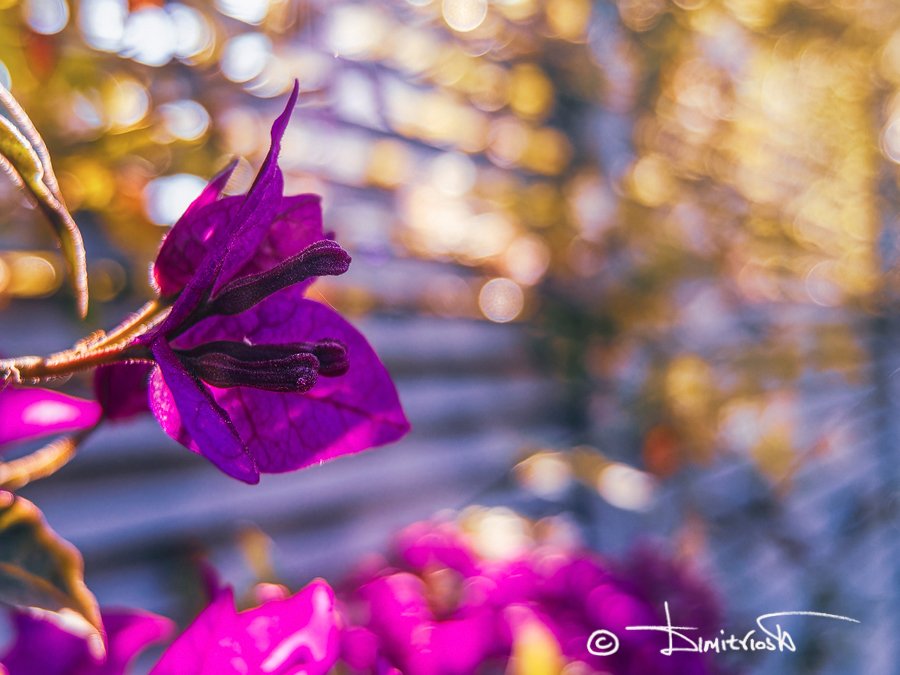 P5260930_DxO_AF copy_WM.jpg