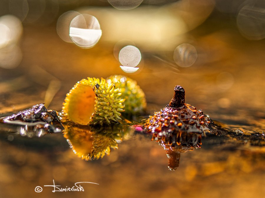 PA250051_DxO_AF copy_WM.jpg