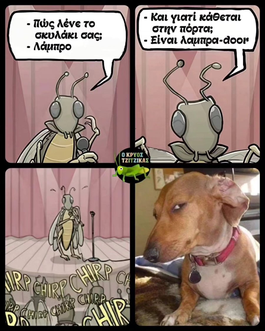 labradoor.jpg