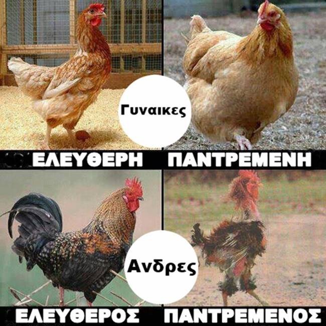 κοτες.jpg