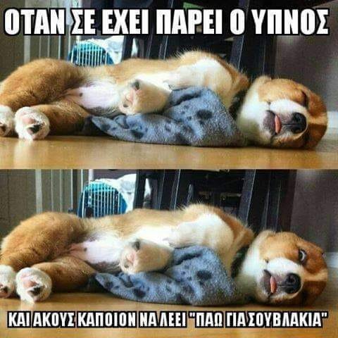 σκύλος.jpg