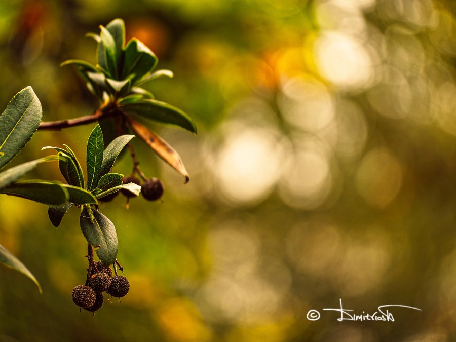 PB100073_DxO_AF copy_WM.jpg