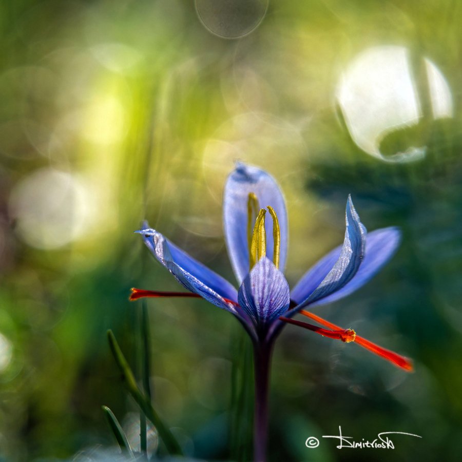 PB160127_DxO_AF copy_WM.jpg