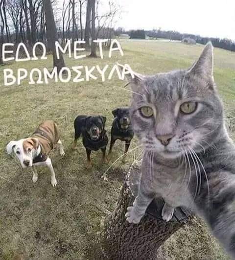 Μία θελφι.jpg