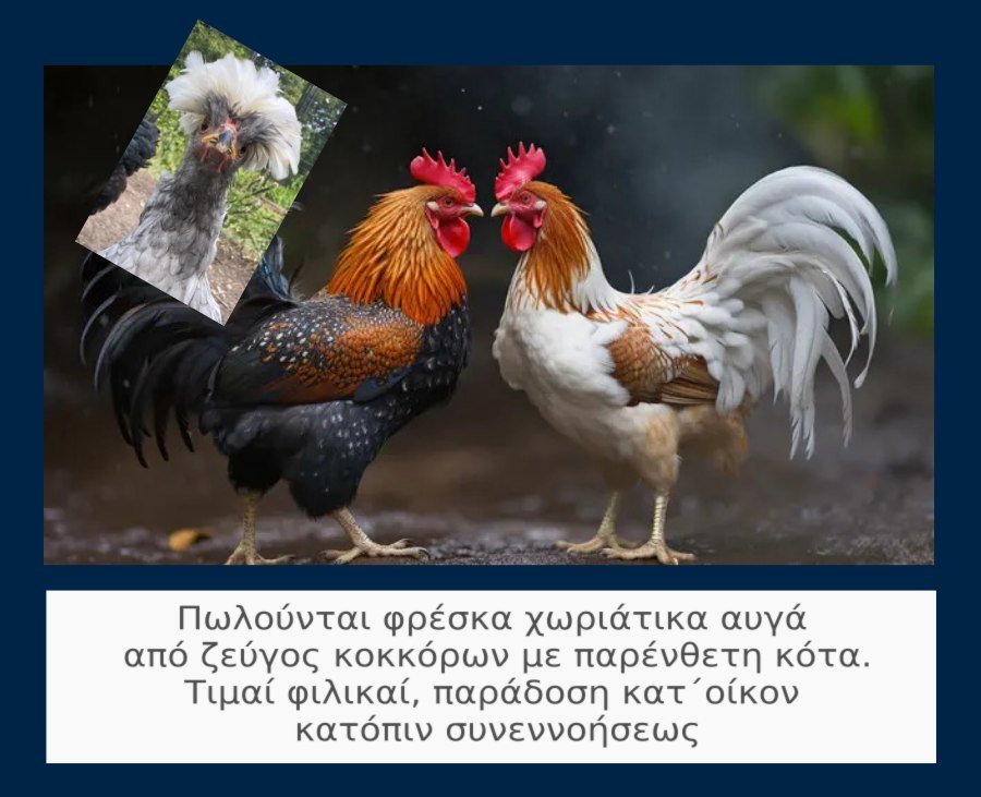 Ζεύγος κοκκόρων με παρένθετη μητέρα.jpg