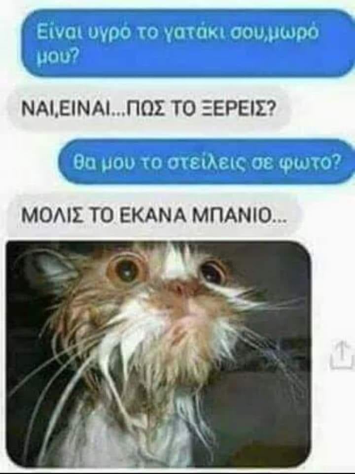 υγρό γατάκι.jpg