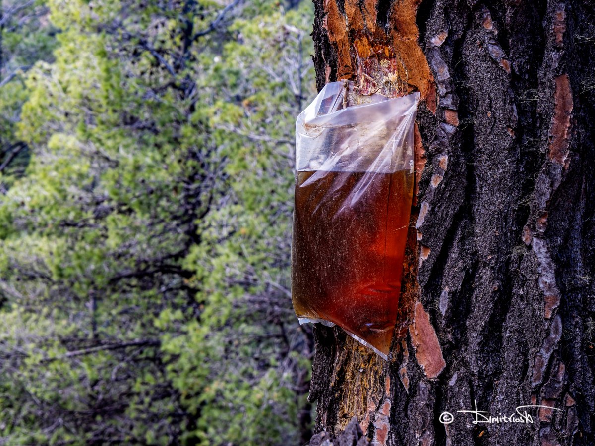 P4070224_DxO copy_WM.jpg