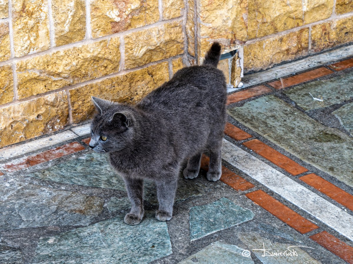 P4070265_DxO copy_WM.jpg