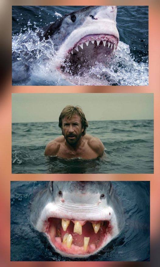 Jaws - The rematch.jpg