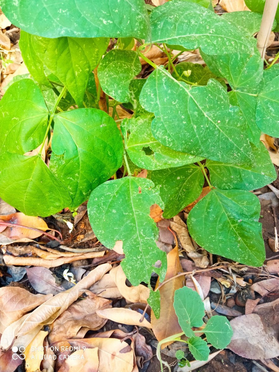 PhaseolusVulgaris.jpg