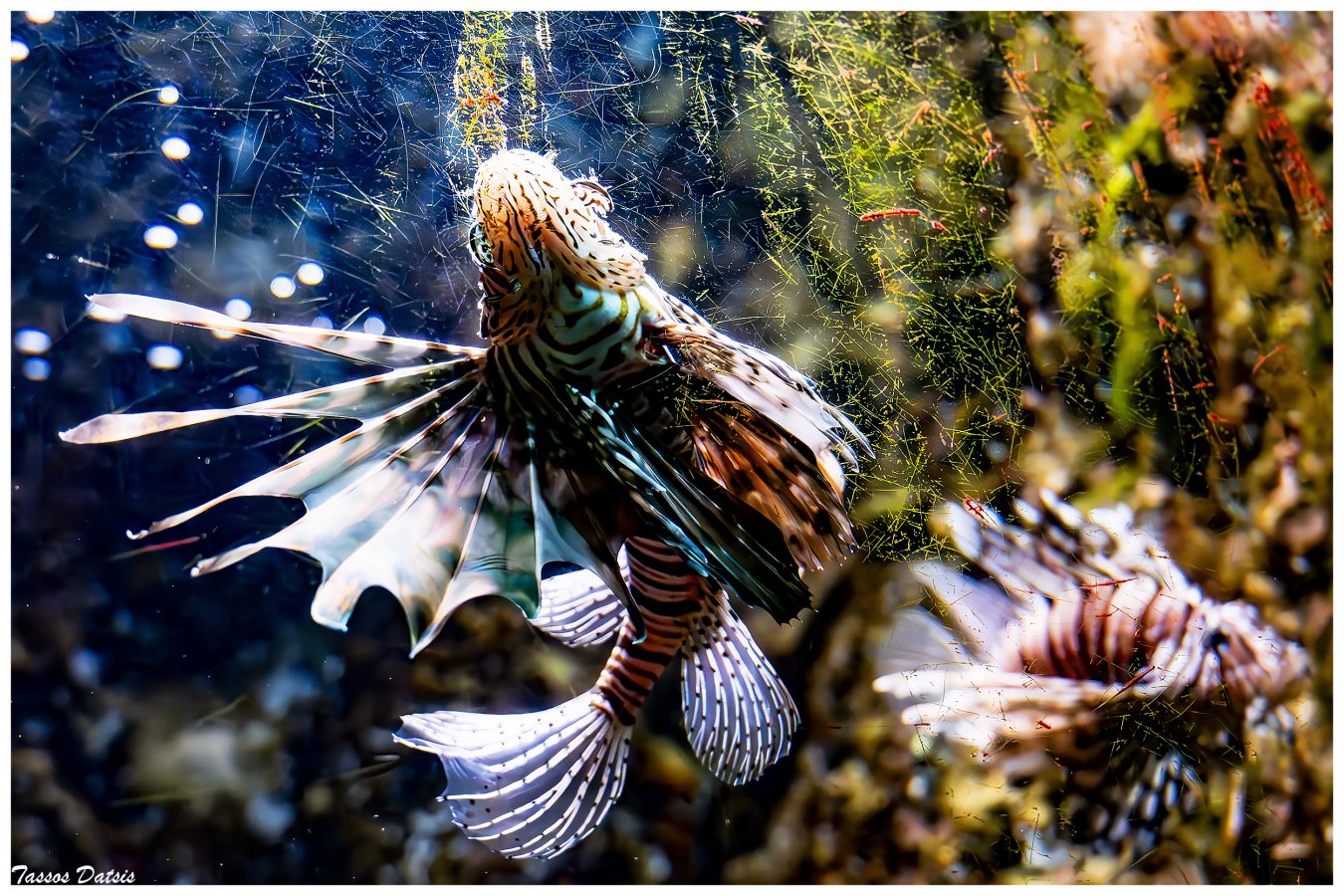 _DSC3276-the dancer.jpg