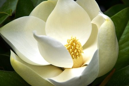 MagnoliaGrandiflora.jpg