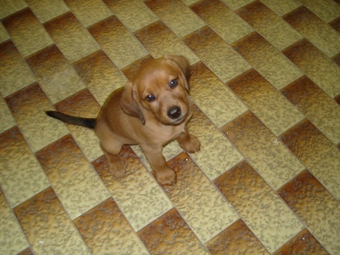 dog.jpg