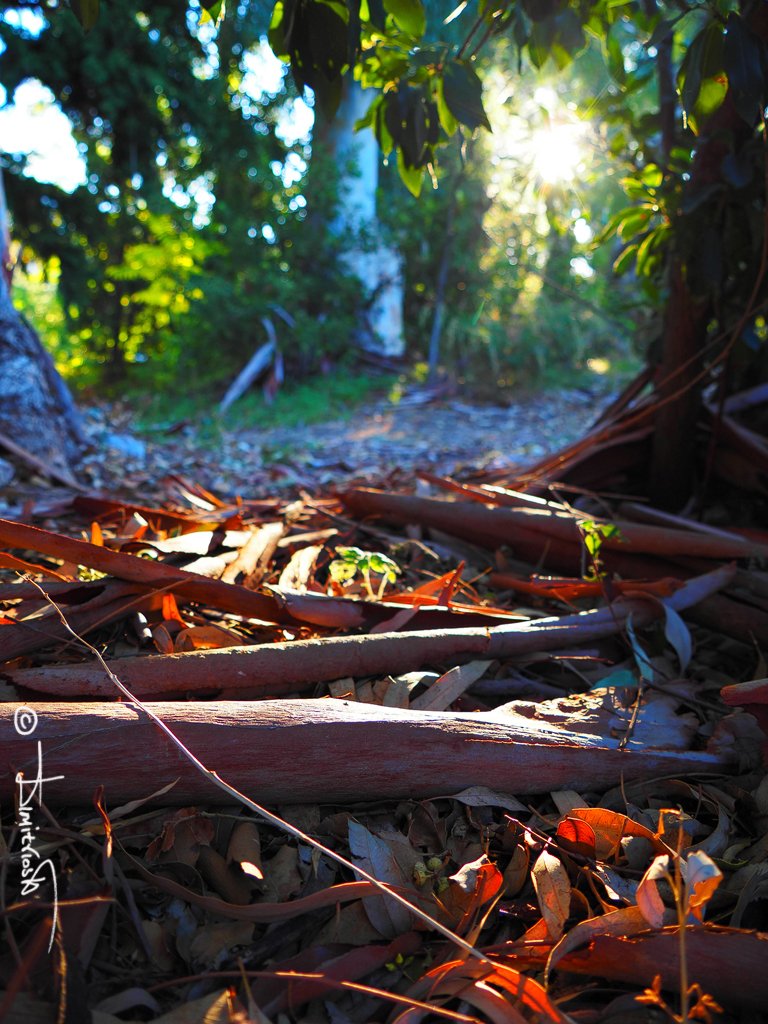 PA270015 copy_WM.jpg