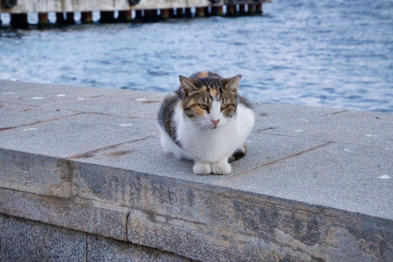 Cat.jpg