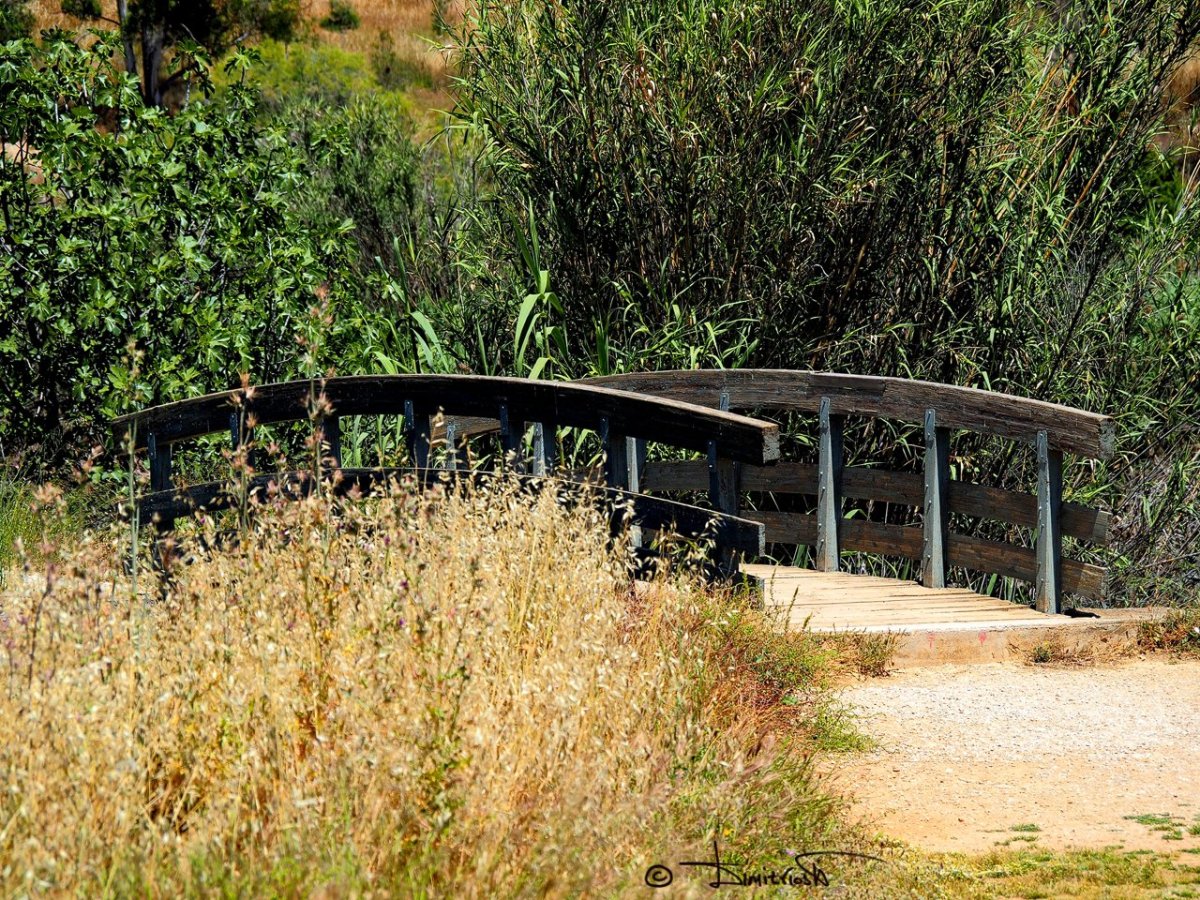 P5170064 copy_WM.jpg P5170064 copy_WM.jpg