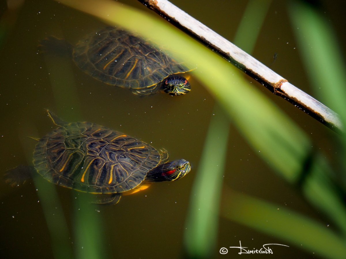 P5170070 copy_WM.jpg P5170070 copy_WM.jpg