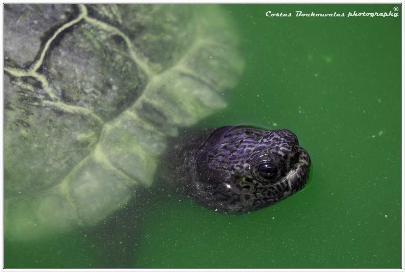 _5174695.JPG _5174695.JPG