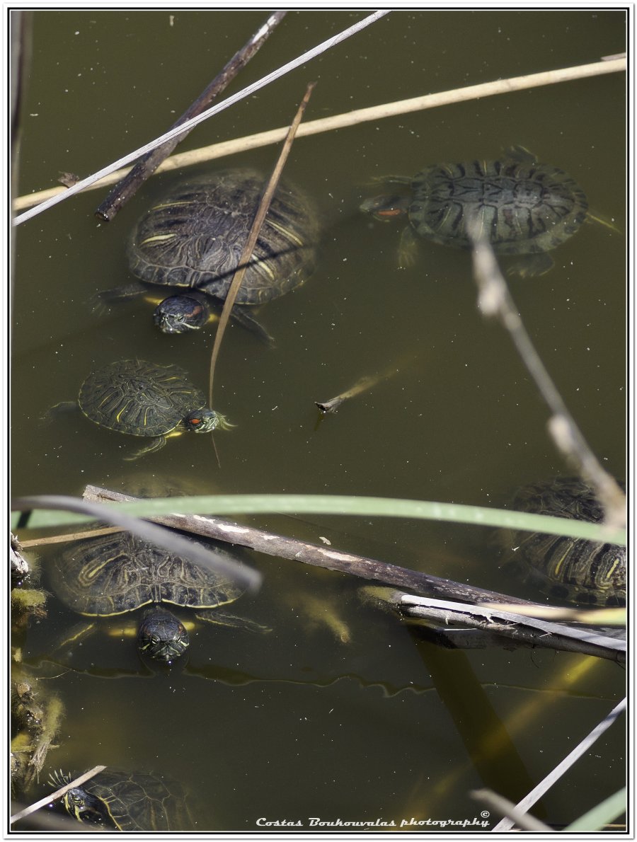 _5174711.JPG _5174711.JPG