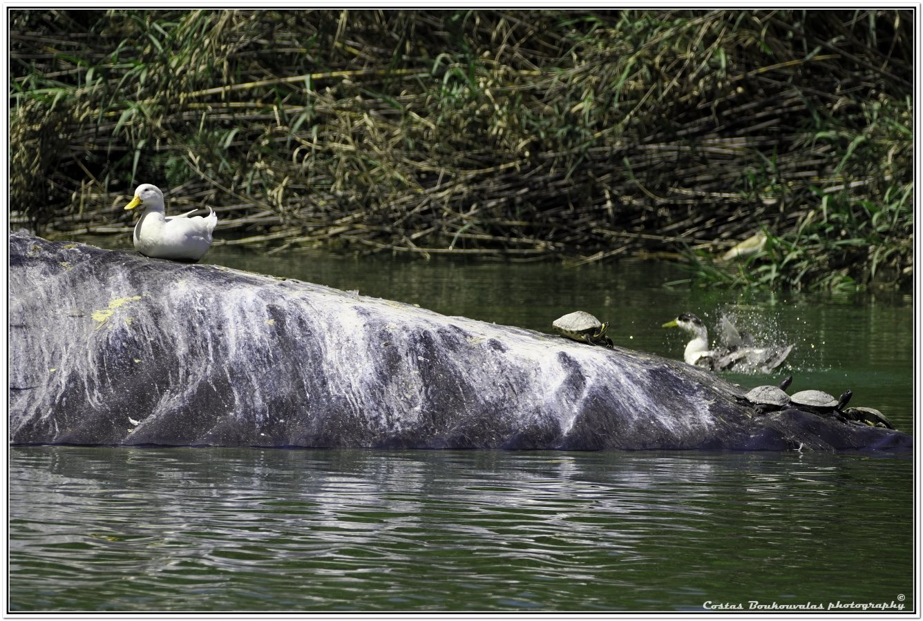 _5174686.JPG _5174686.JPG