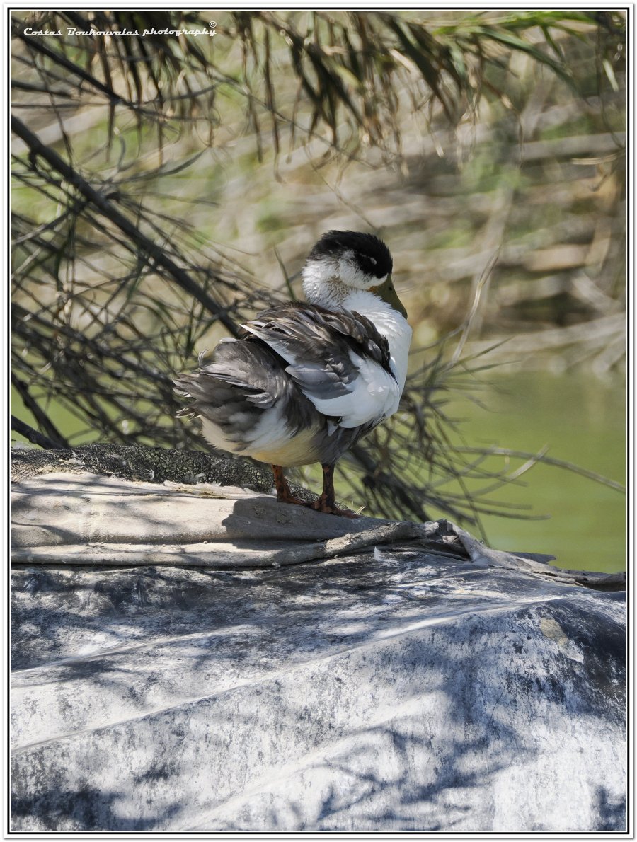 _5174698.JPG _5174698.JPG