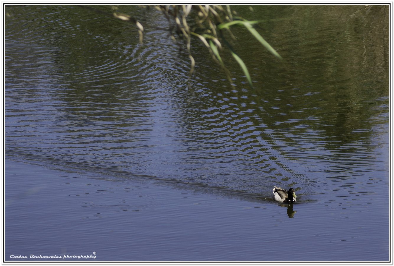 _5174705.JPG _5174705.JPG