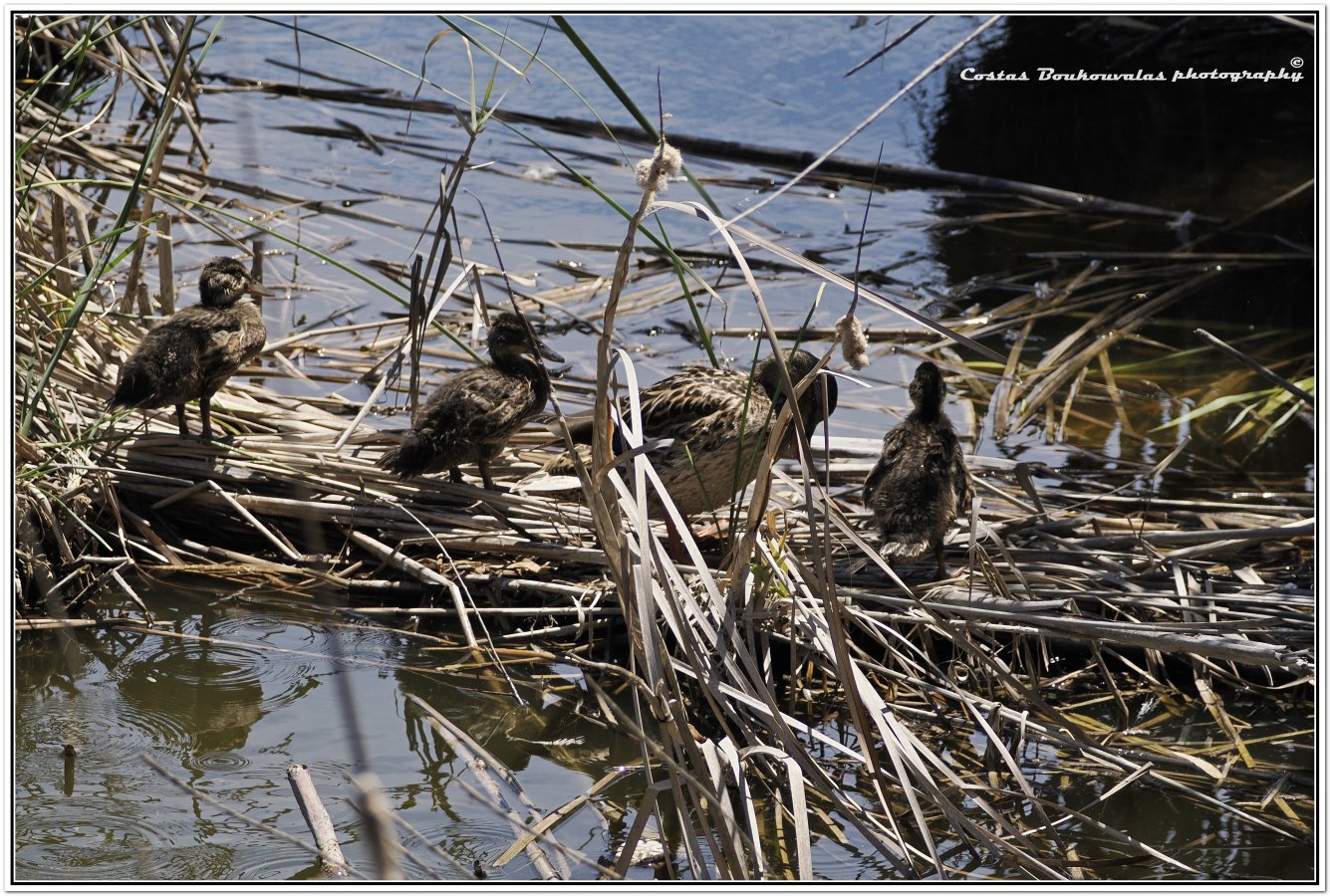 _5174717.JPG _5174717.JPG