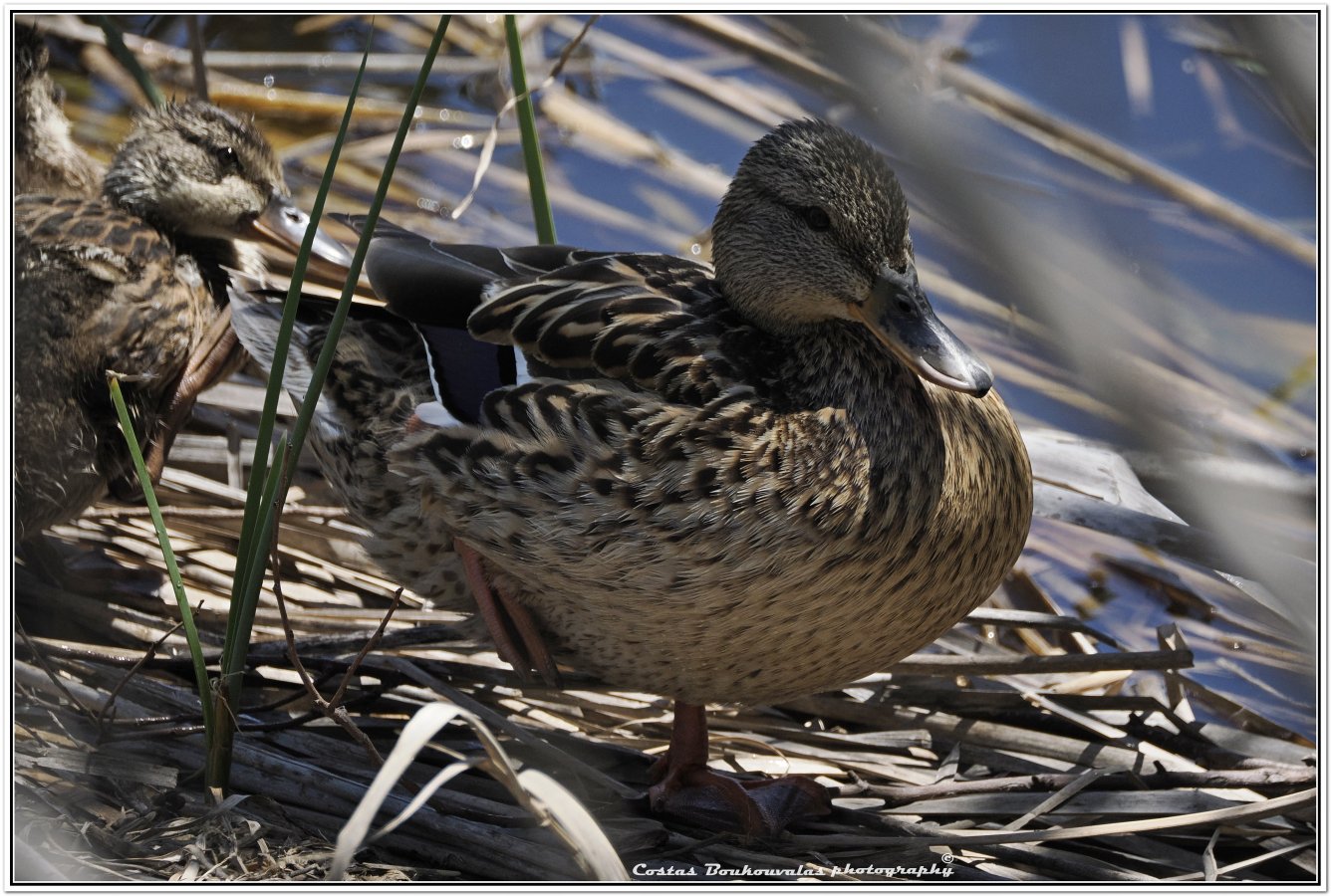 _5174718.JPG _5174718.JPG