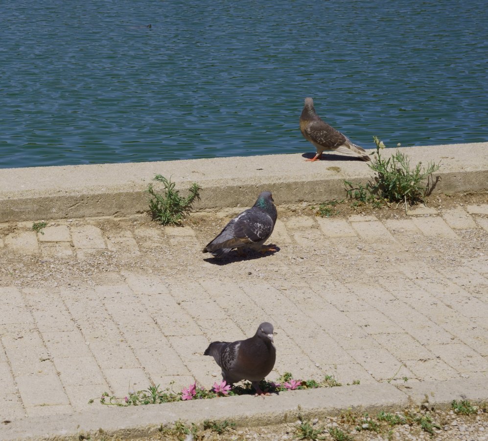 birds DSC03867.JPG birds DSC03867.JPG