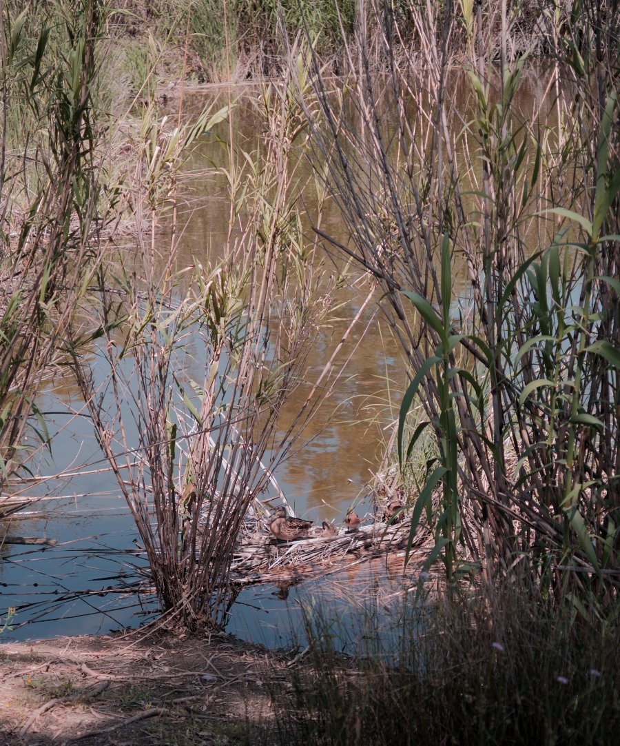 mother duck DSC03895.JPG mother duck DSC03895.JPG