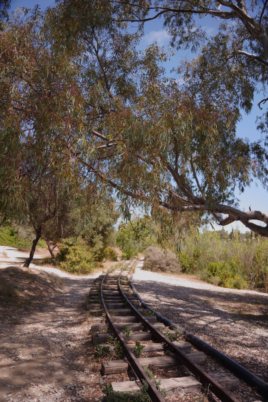 trees DSC03905.JPG trees DSC03905.JPG