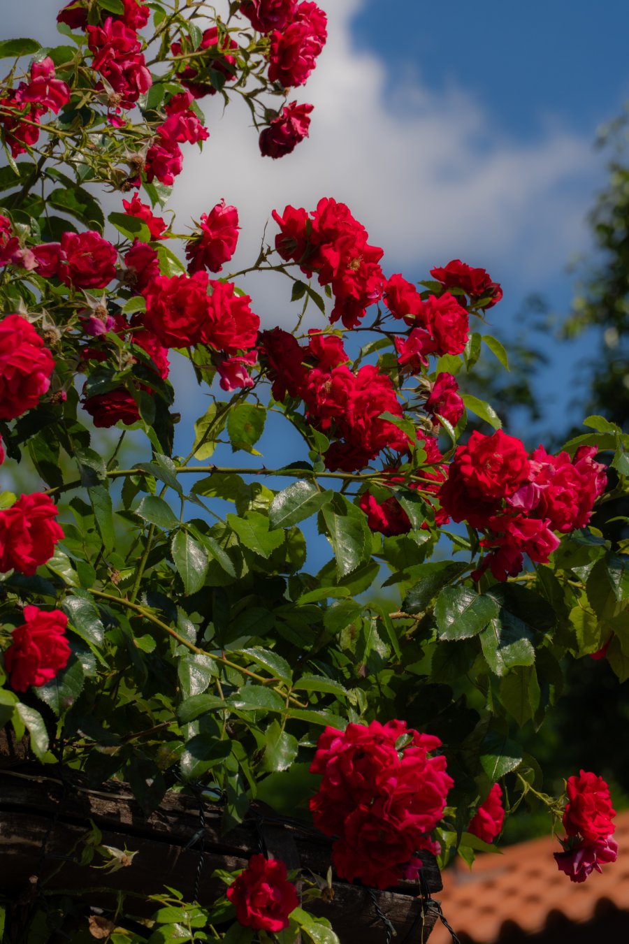 DSC09933.jpg