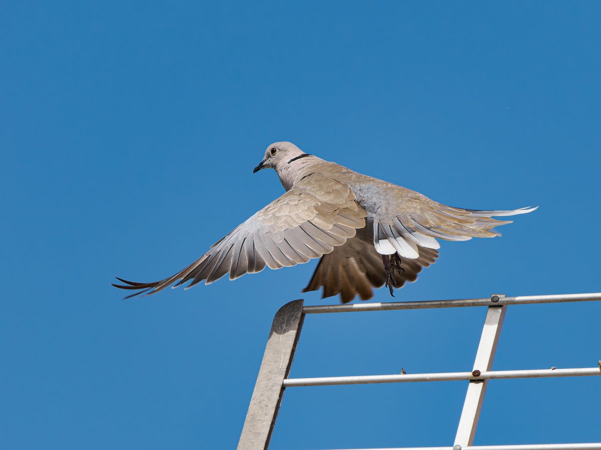 P8020180_Sweb.jpg P8020180_Sweb.jpg